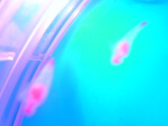 �N���I�l���N�}�m�~